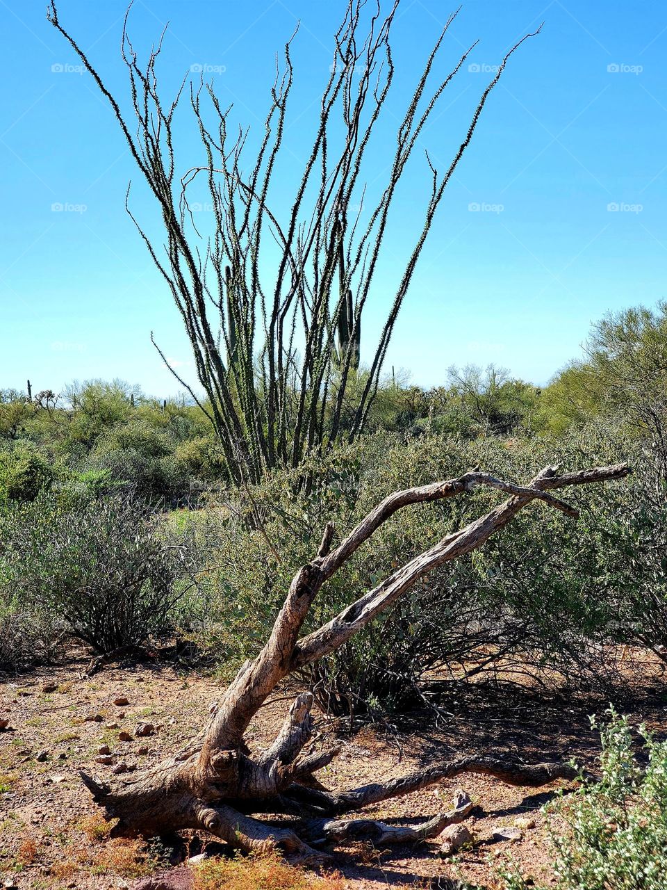 Ocotillo Cactus in the Arizona Desert