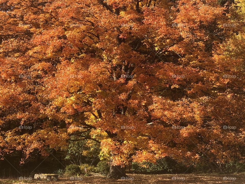 A beautiful fall day with a colorful tree