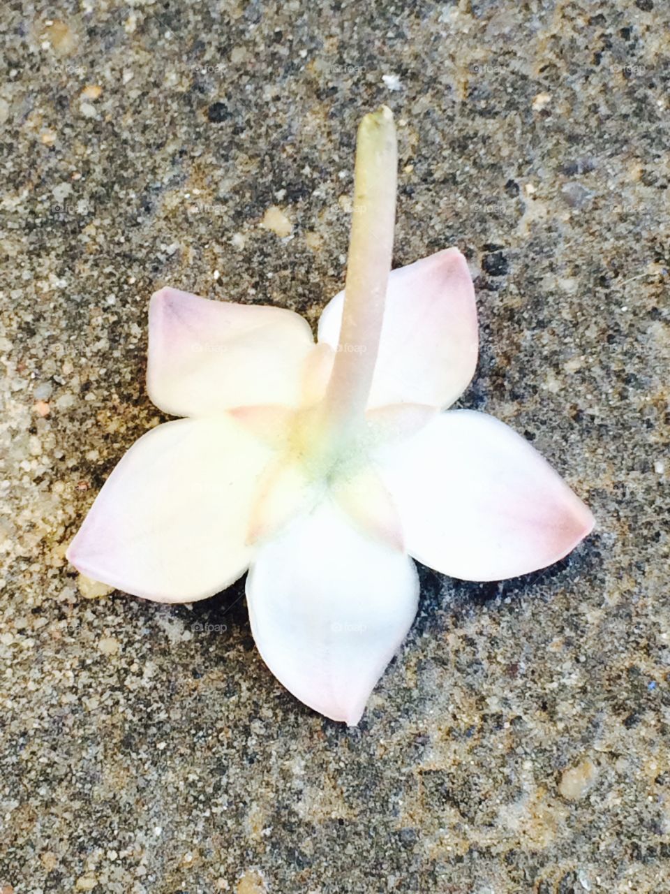 Akora flower