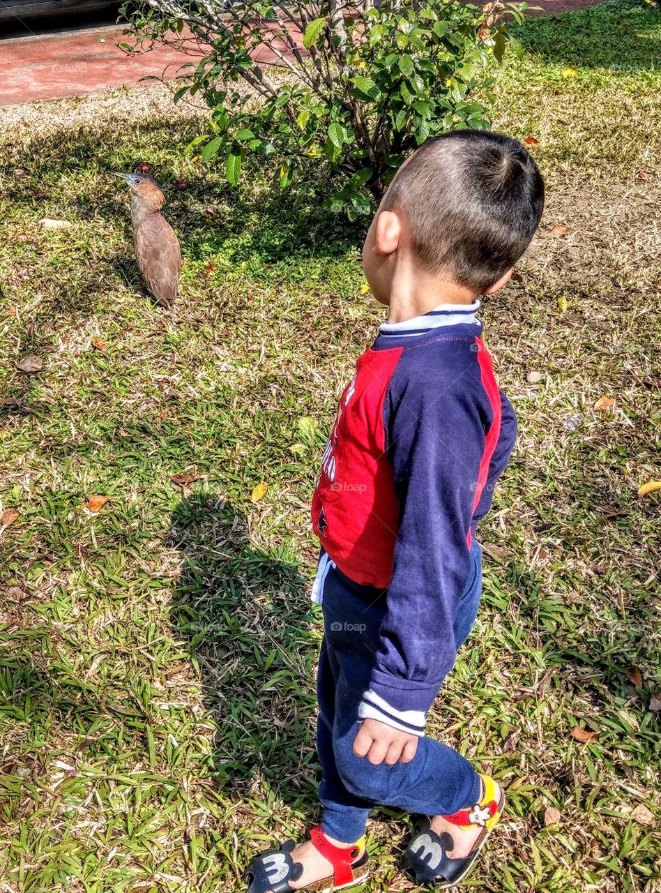 A boy watched a Malayan Night Heron in the park. he is interested at it.