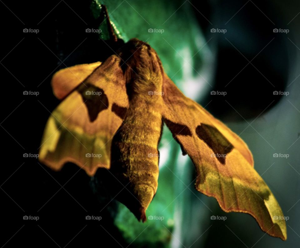 Lime Hawkmoth takes shade of the leaves of a tree