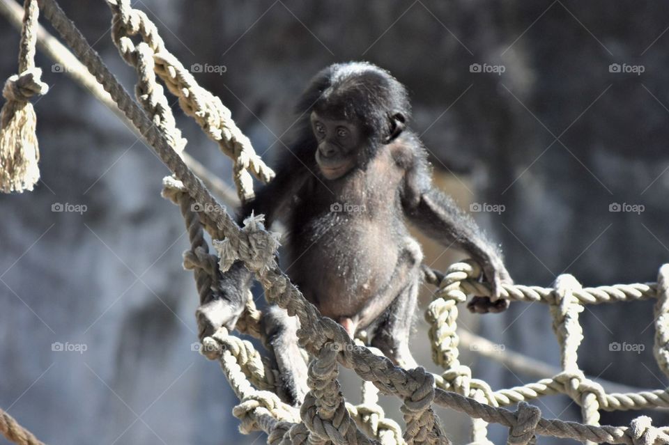 A Baby Bonobo Monkey 