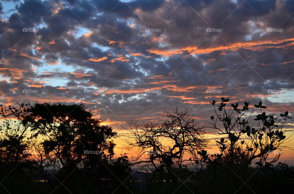 PANTANAL MS BRAZIL