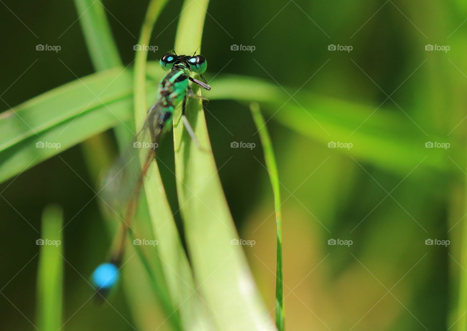 Damselfly