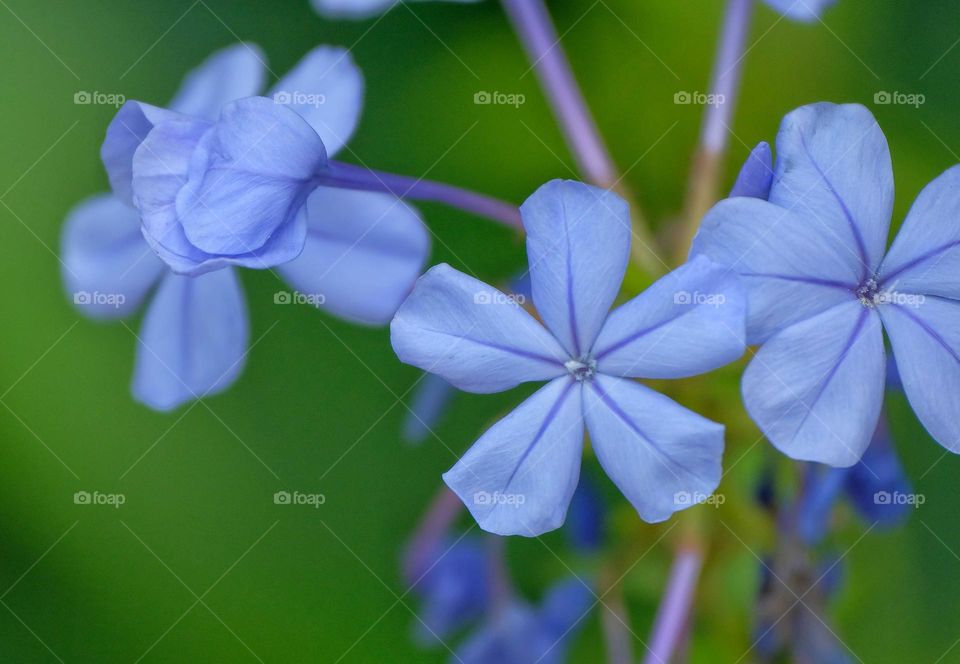 blue flowers