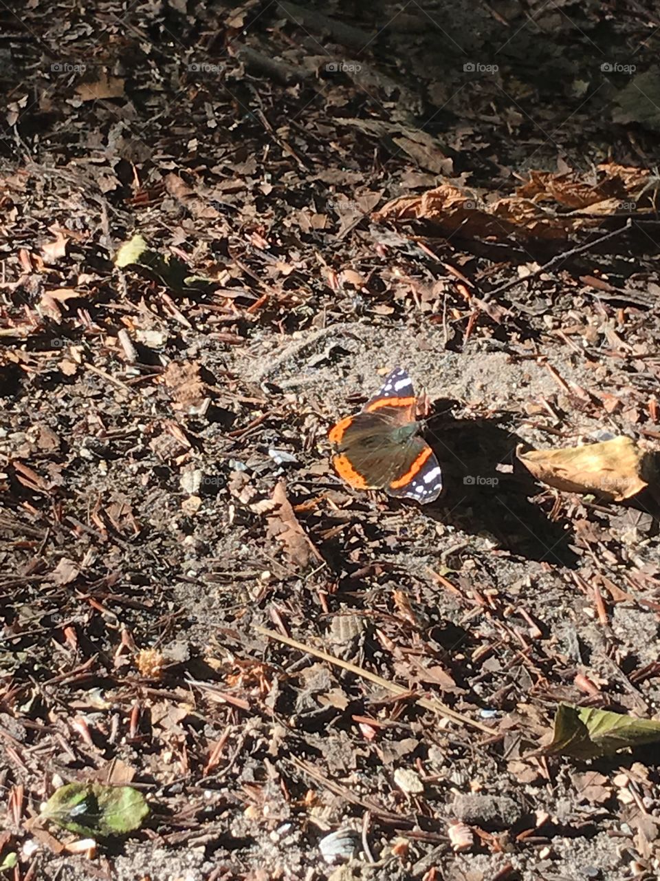 Butterfly in the sun on the ground