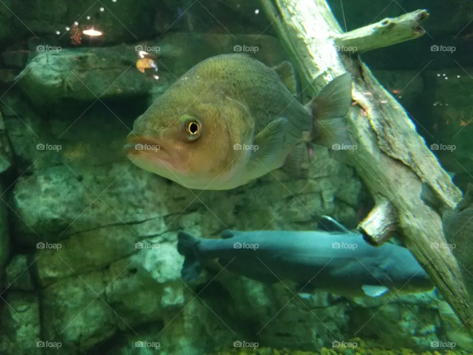 my fish