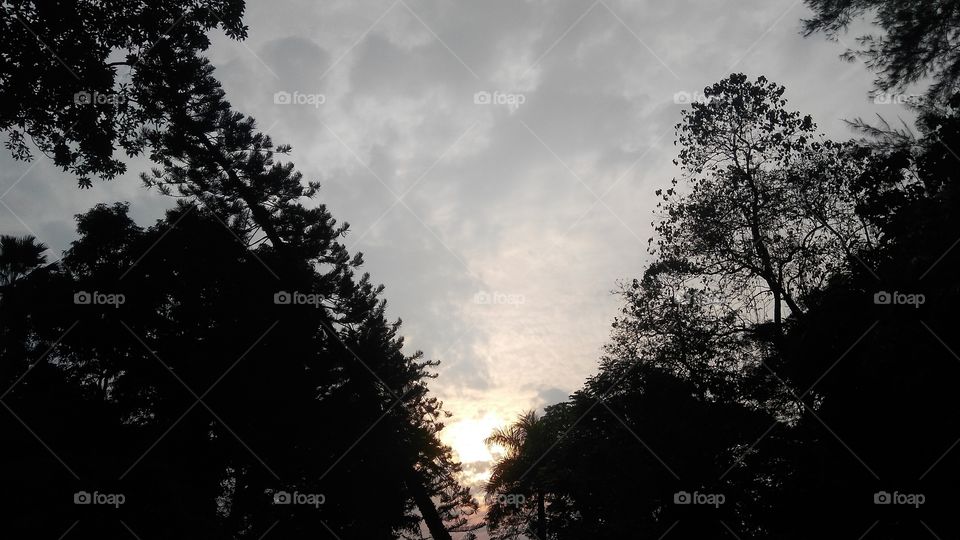 clouds between tree