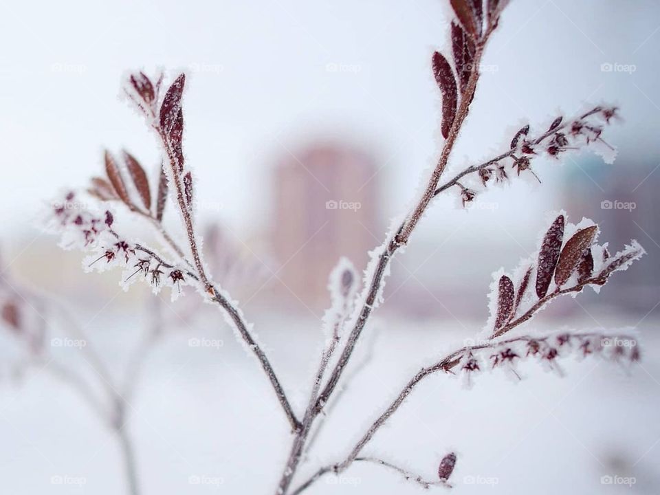 Зимние узоры природы