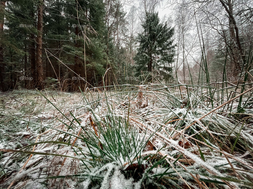 Winter landscape with forest in cloudy December day 