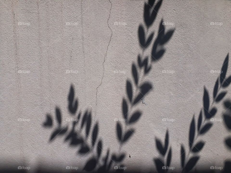 leaf and shadow