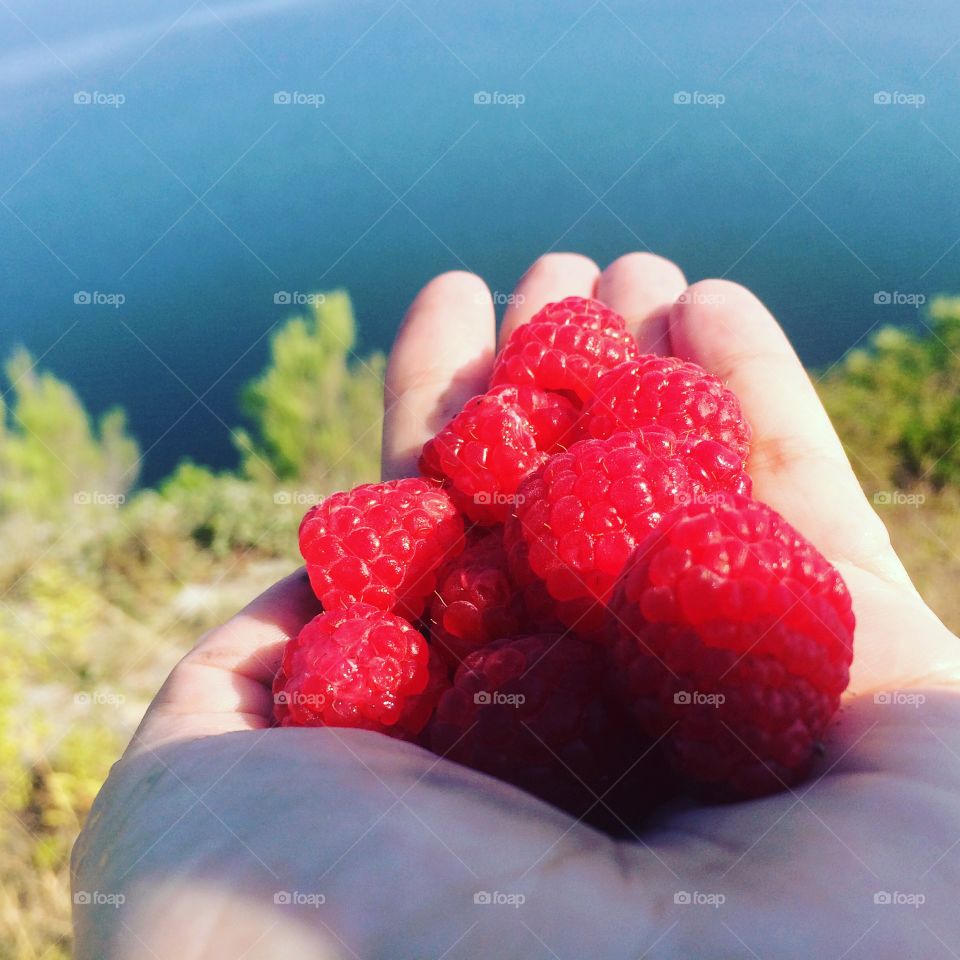 Fresh picked raspberries 