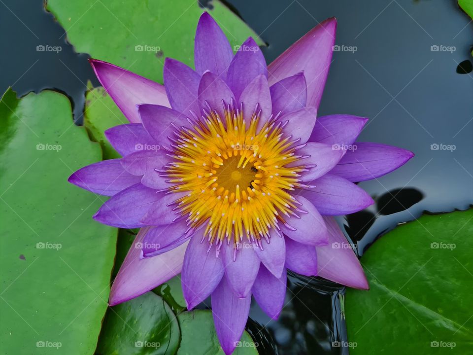 beautiful violet water flower