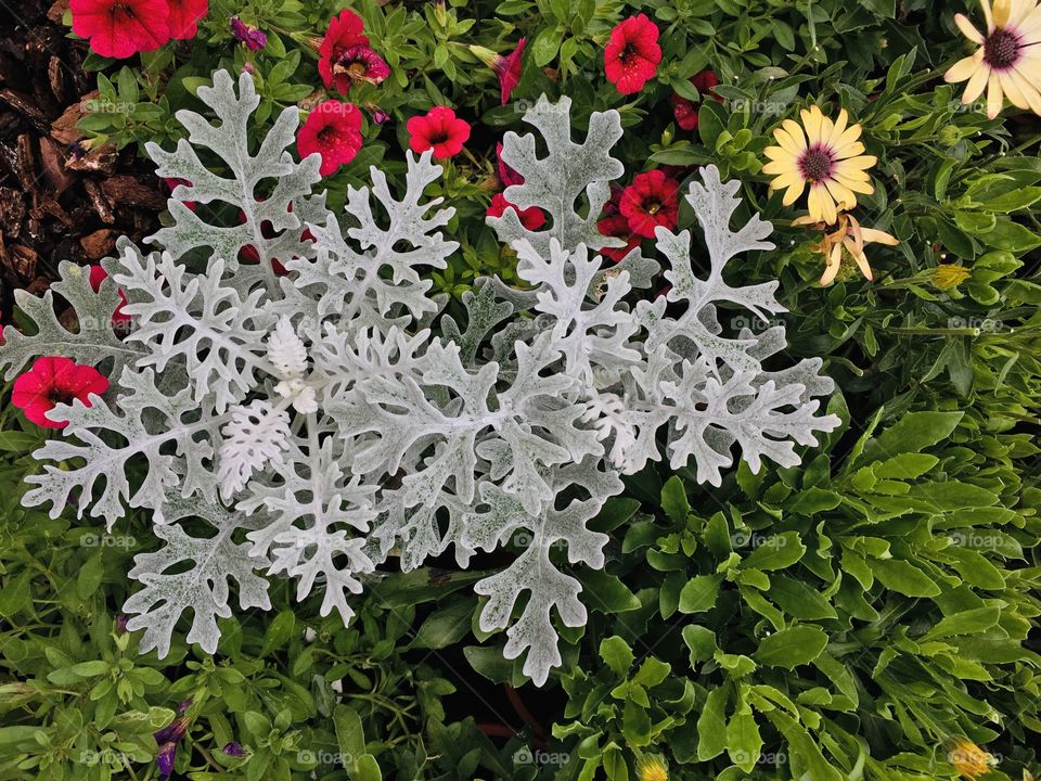 This photo was taken during the display of flower species located in Shilin District, Taiwan 