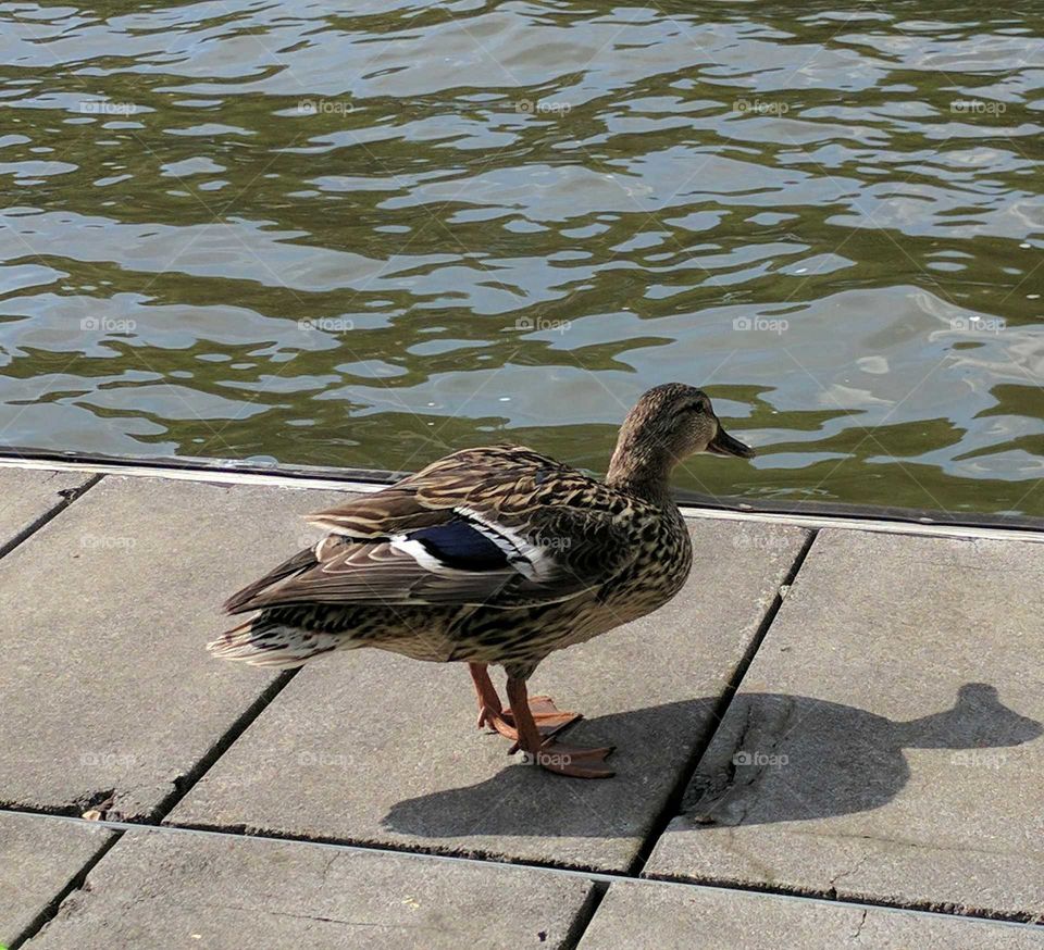 duck