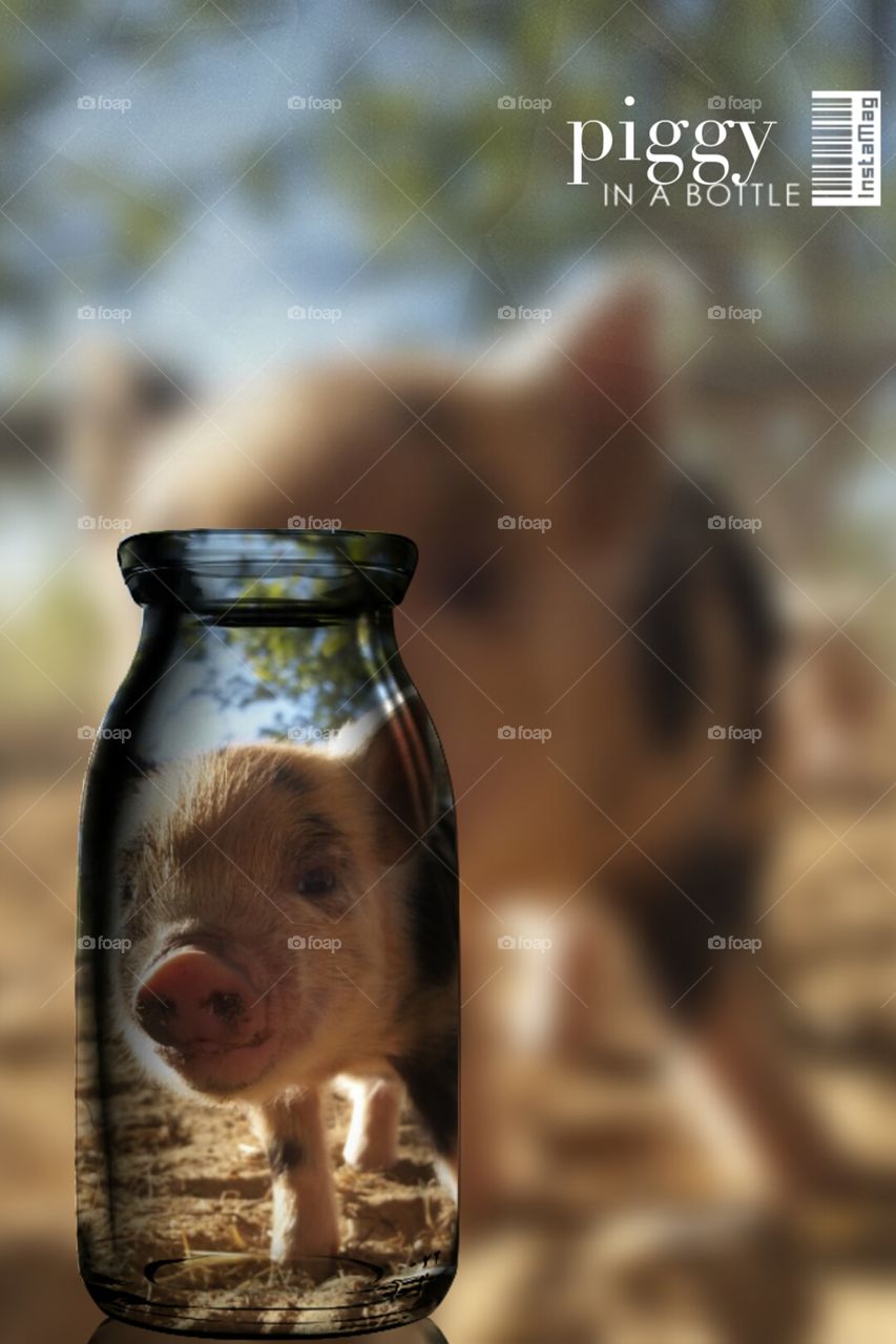 piggy in a bottle