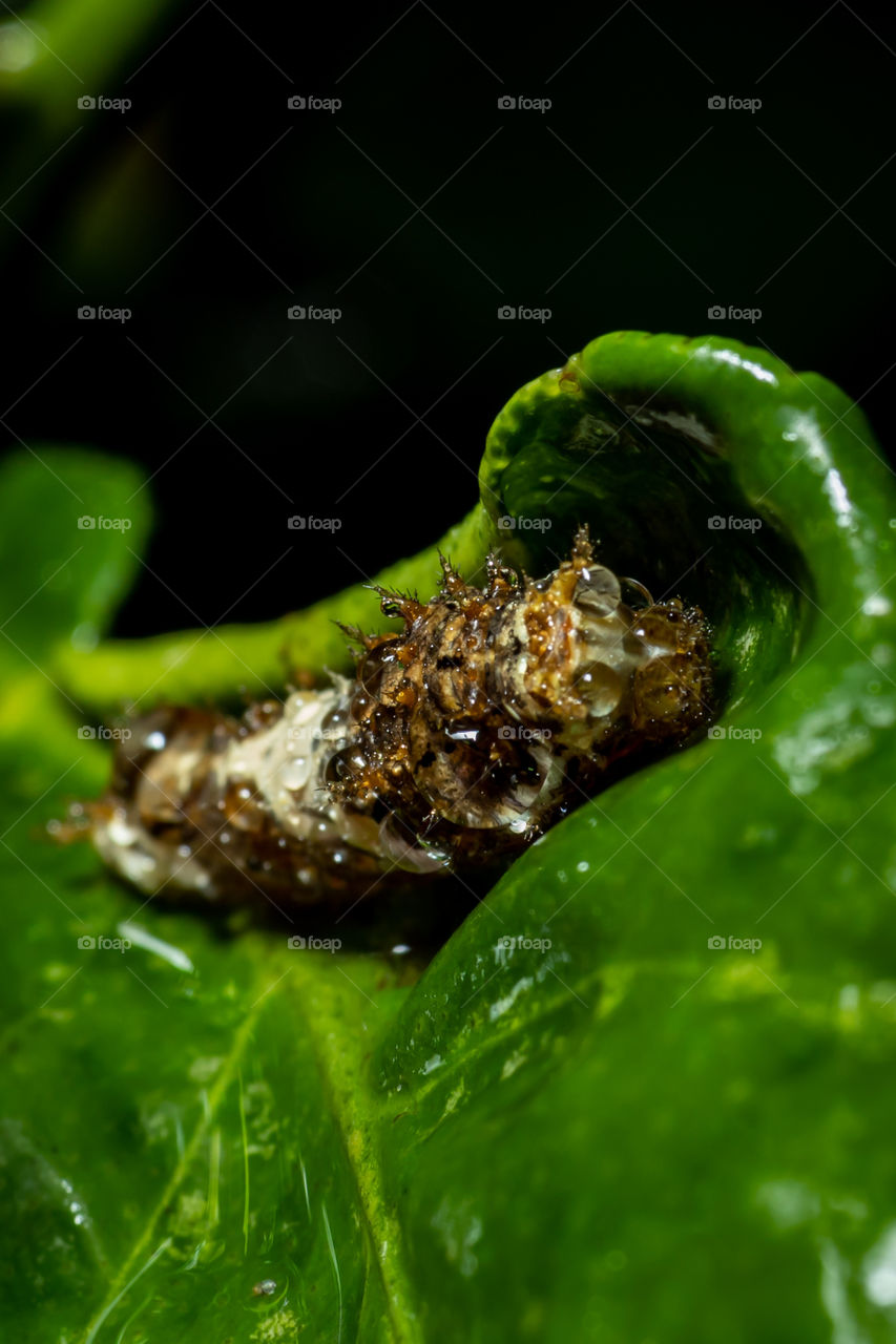 Moth larvae, or caterpillars, make cocoons from which they emerge as fully grown moths with wings. Some moth caterpillars dig holes in the ground, where they live until they are ready to turn into adult moths.
