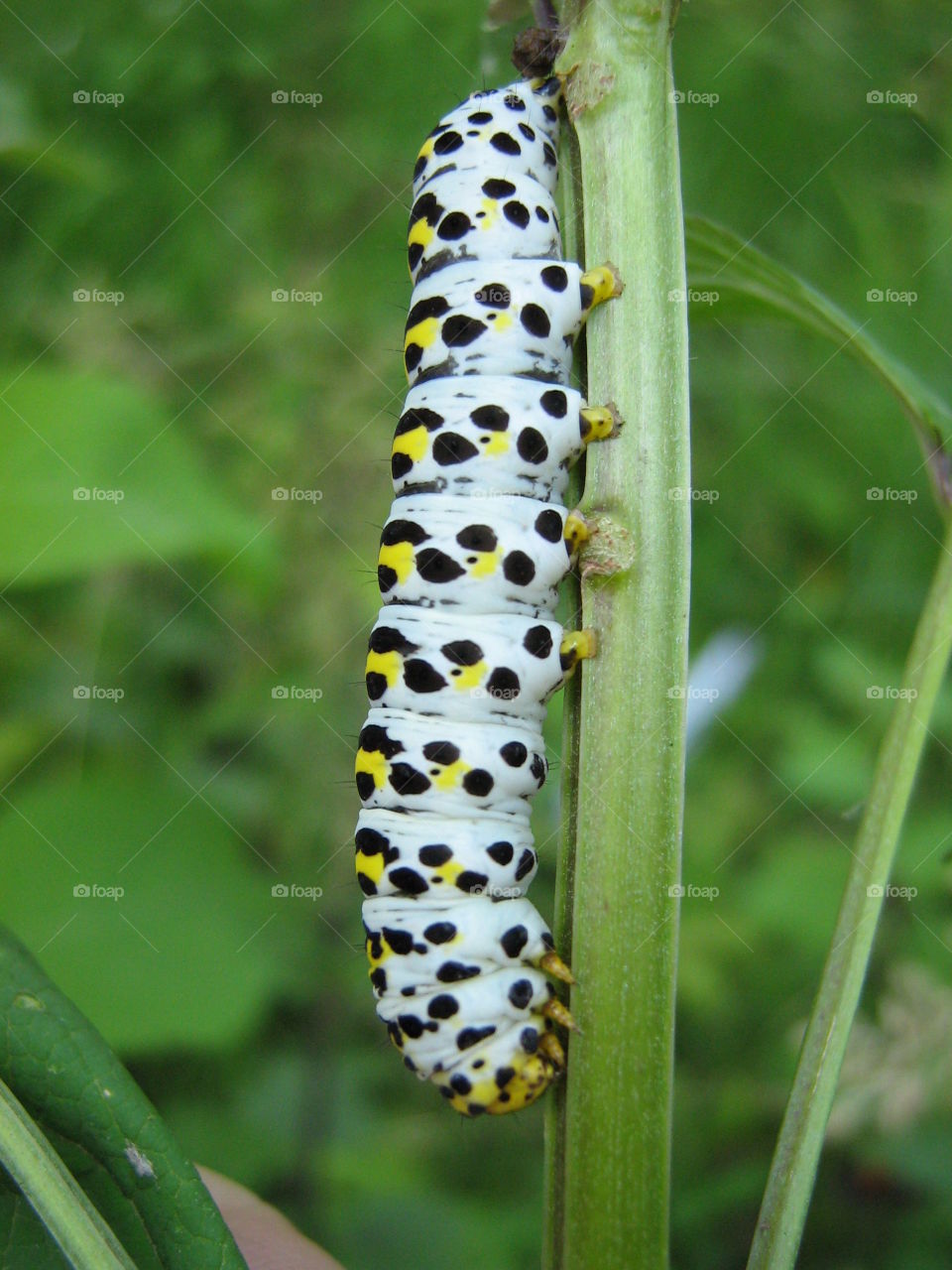 Close-up of caterpillar on plant stem