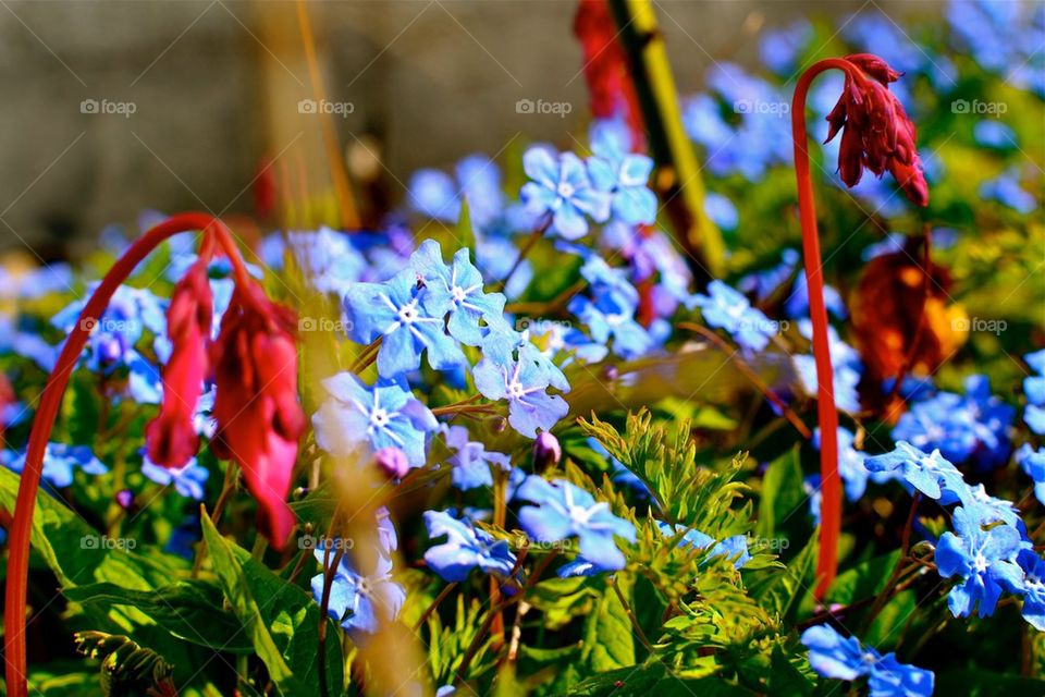 Blue flowers