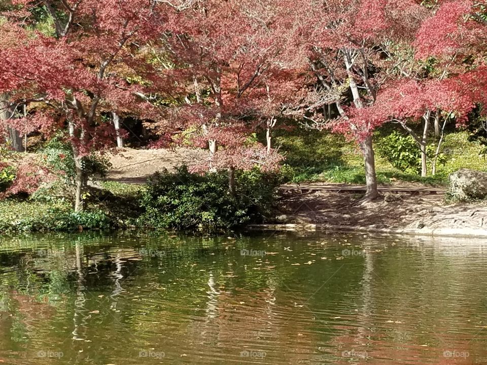 Japanese Gardens at Fort Worth botanical