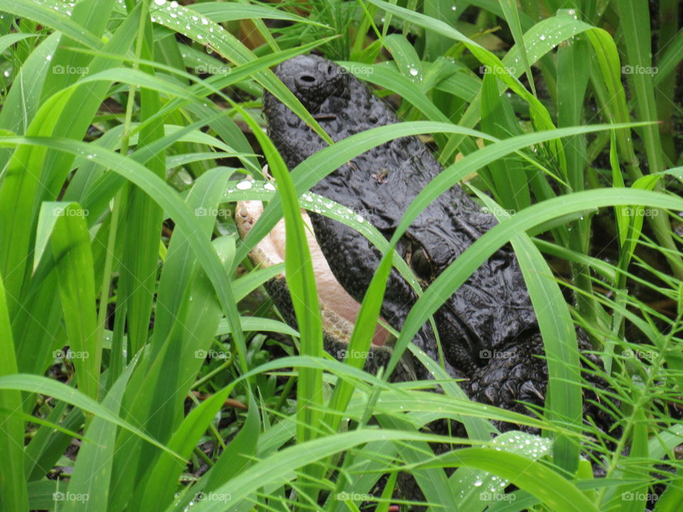 A gator doing gator things