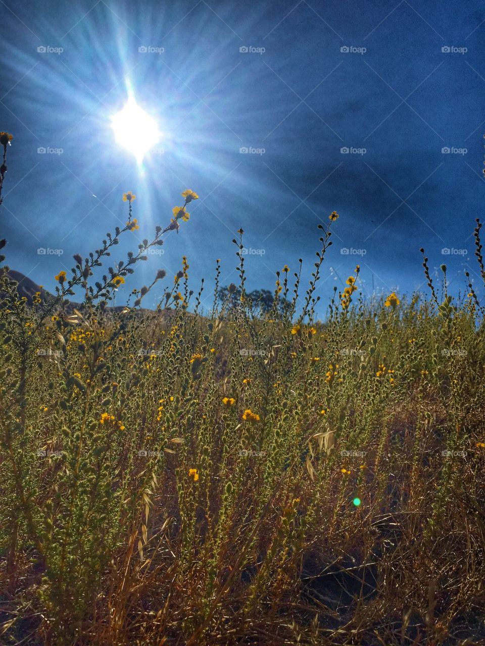 No Person, Sun, Landscape, Nature, Dawn