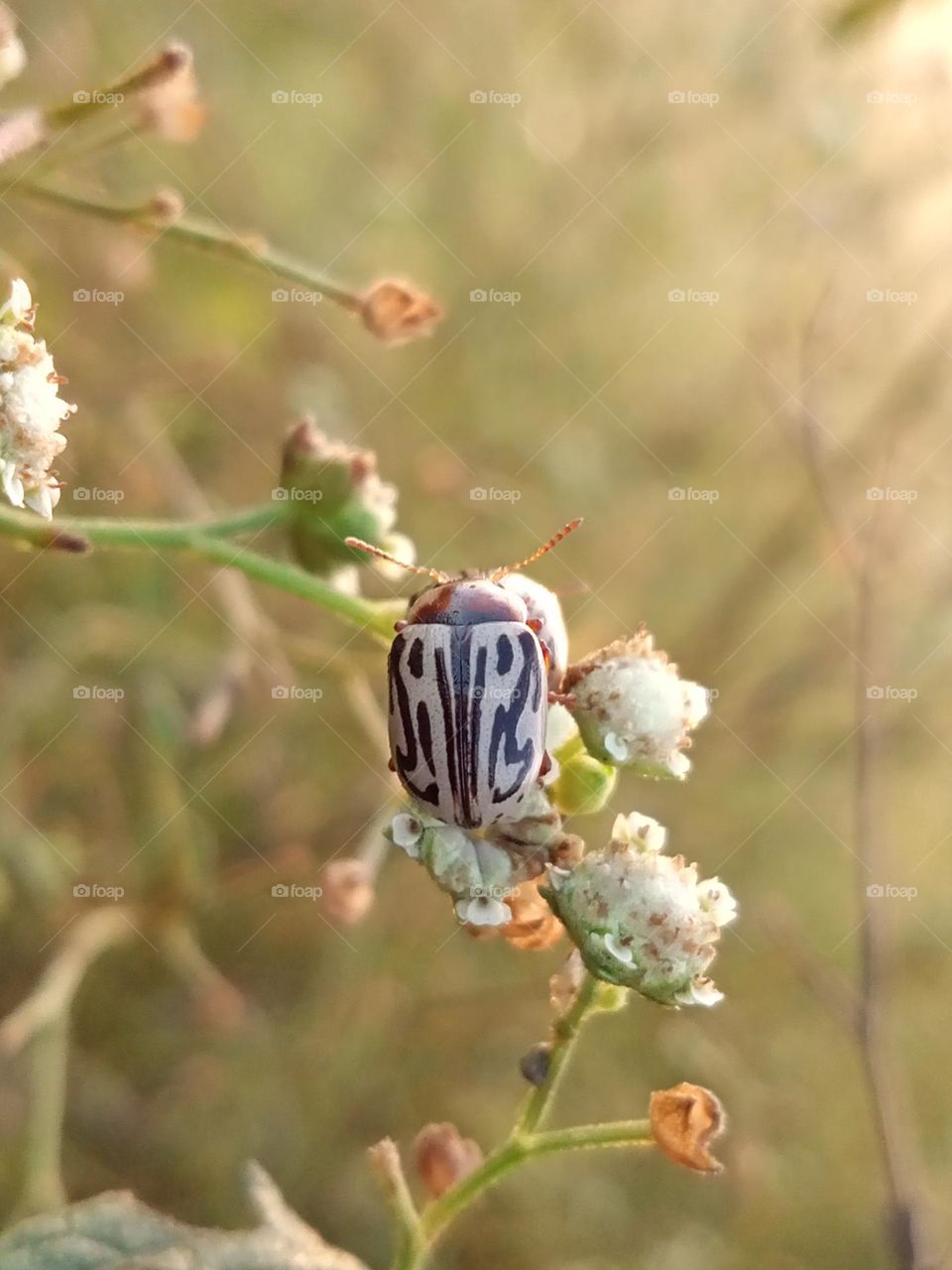 a single photo of the potato beetle