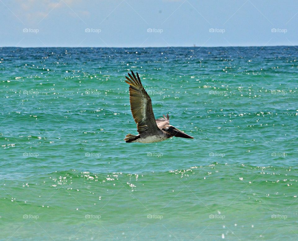 A brown pelican soars across the colorful Gulf of Mexico In motion - For me, motion in photography is captured through longer shutter speeds which record movement, a moment, or emotion expressed through abstraction