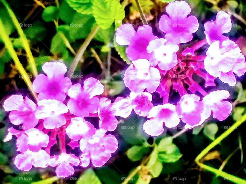 Wild Flowers Close-up