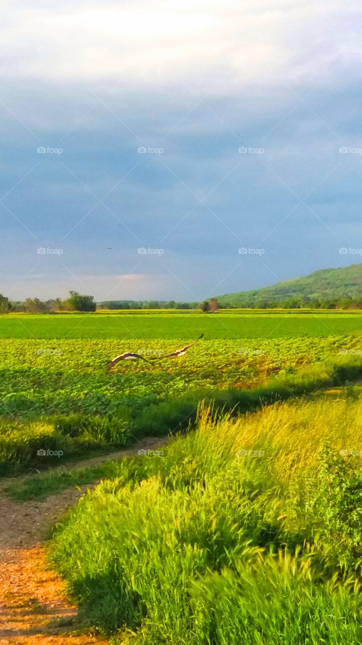 And the field has its charm