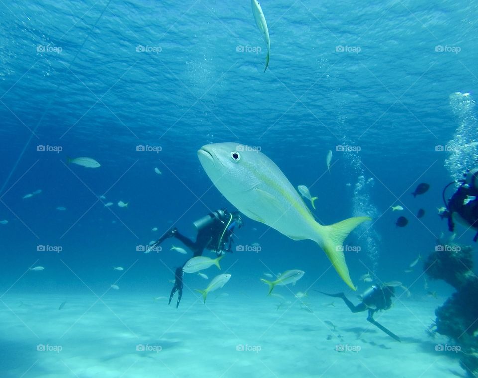 Scuba diving near Nassau, Bahamas