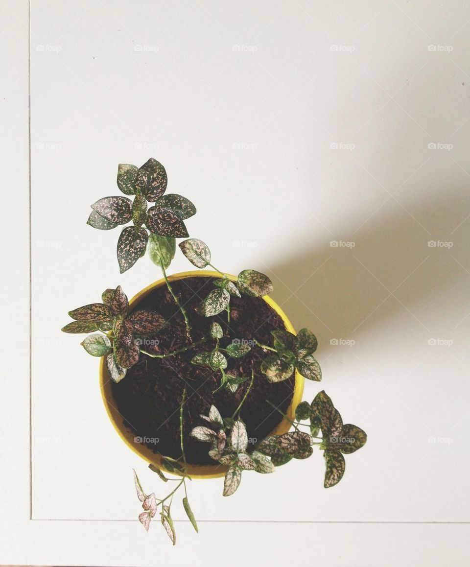 speckled soil grow growth by msanch