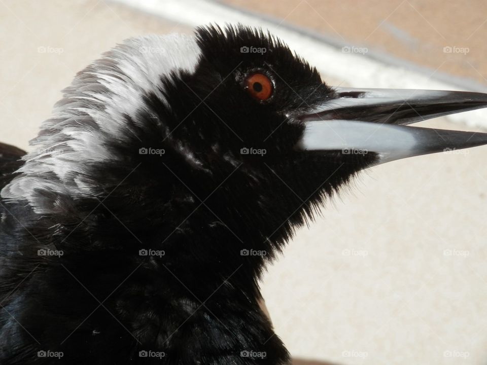 Magpie