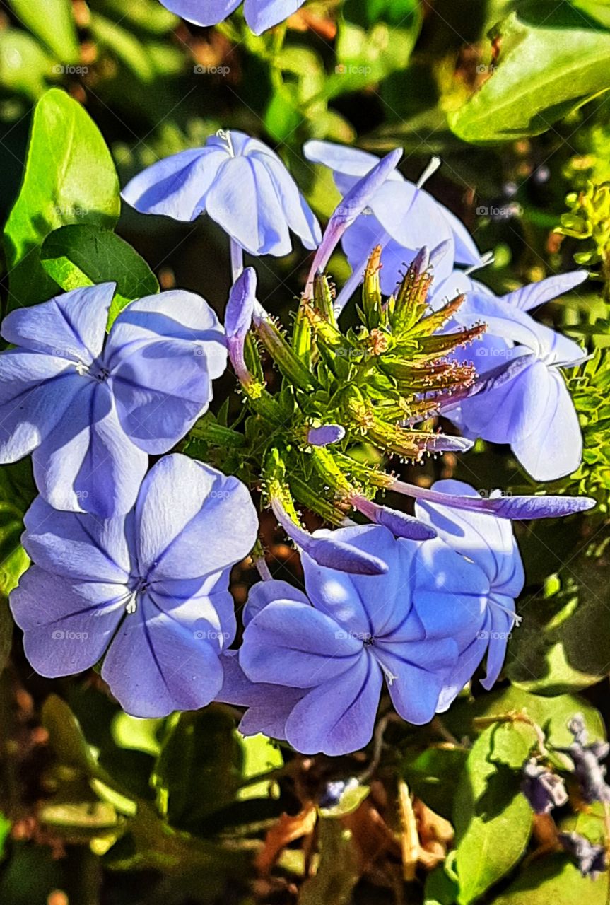 purple flower,purple,flower,floral,garden,gardening,blossom,blooming,botany,colorful,landscape,summer,nature,spring,plant,leaf,leaves,green