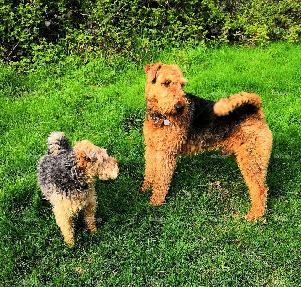 Welsh Terrier meets Airedale pal