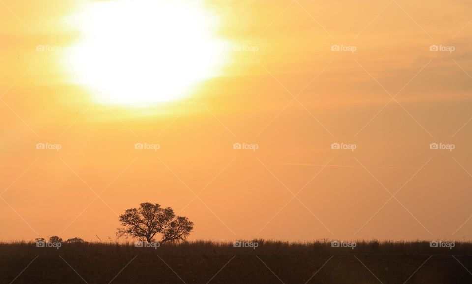 Spectacular sunset across the savanna.