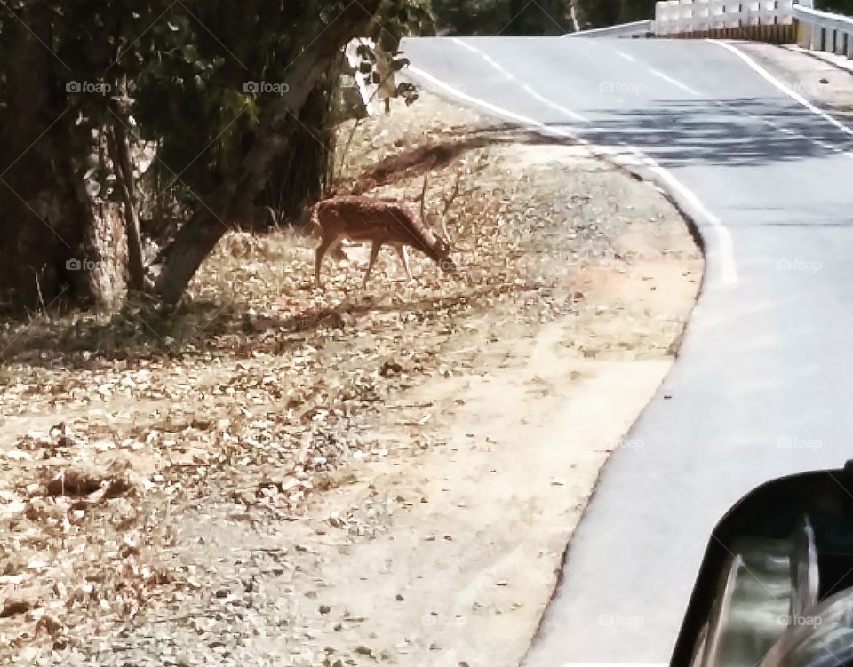 The Deer on the road