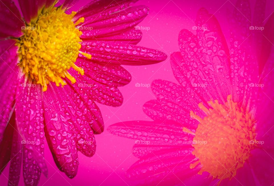purple flower reflection