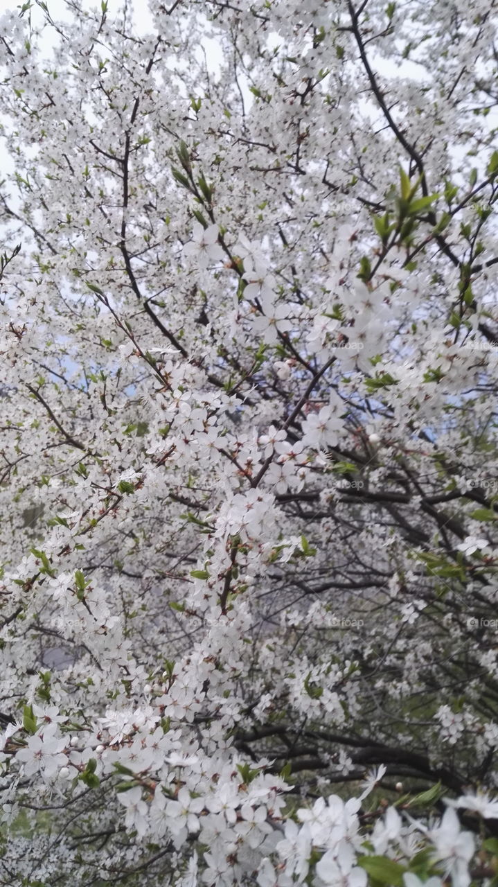 blooming tree