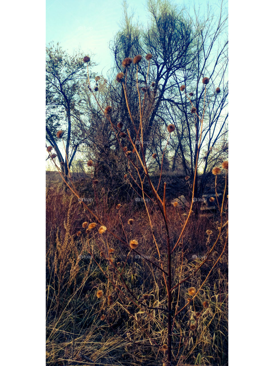 Tree, Desktop, Nature, Wood, Fall