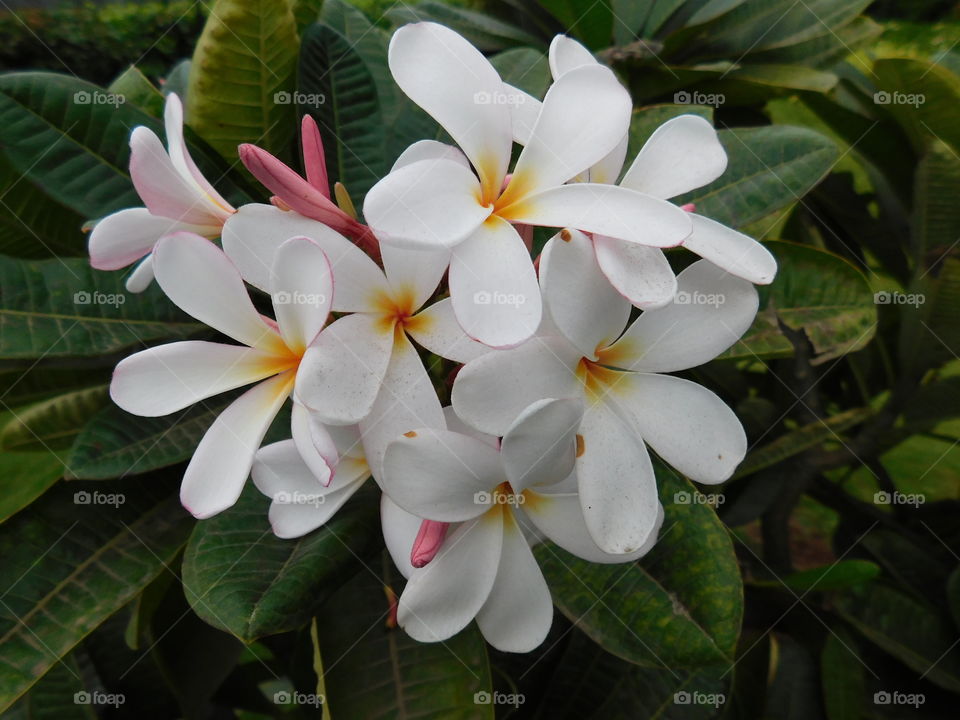 Bunch of plumeria flowers or chafa flower with blur background.