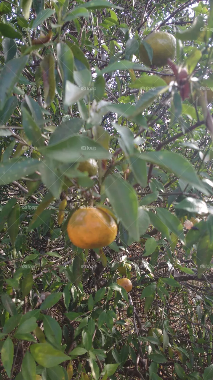 lindo