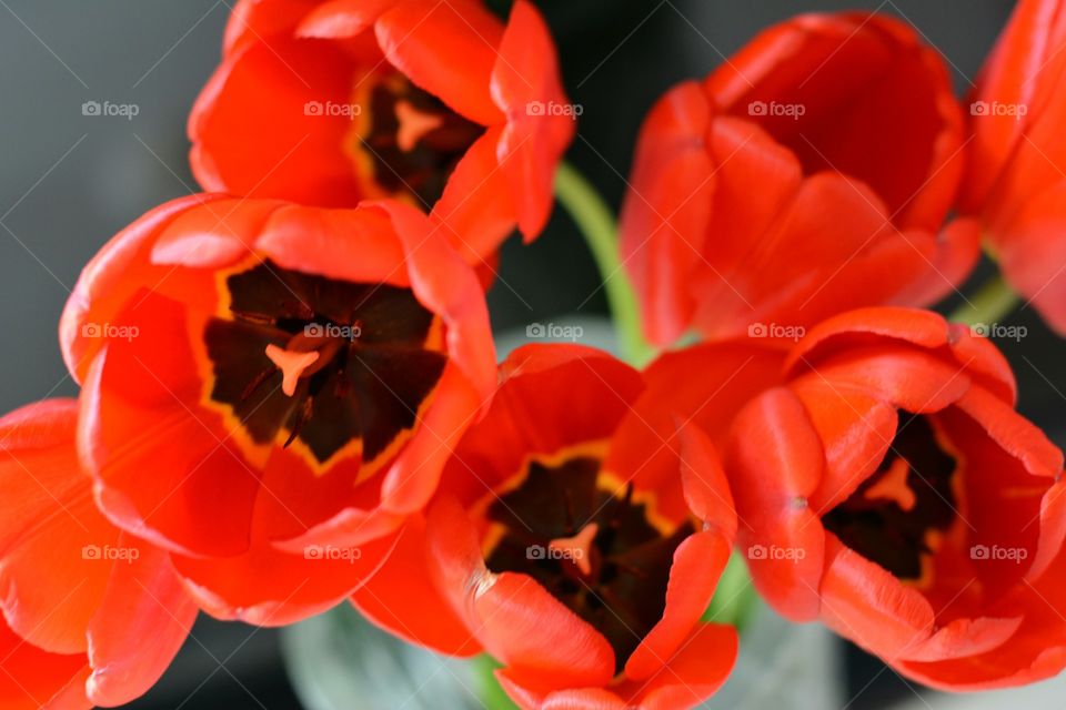 red tulips