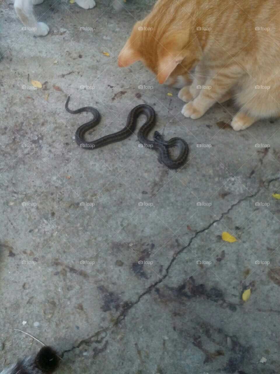 Cat and snake