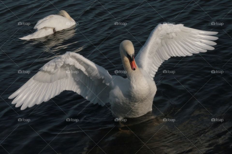 Swan Flying out