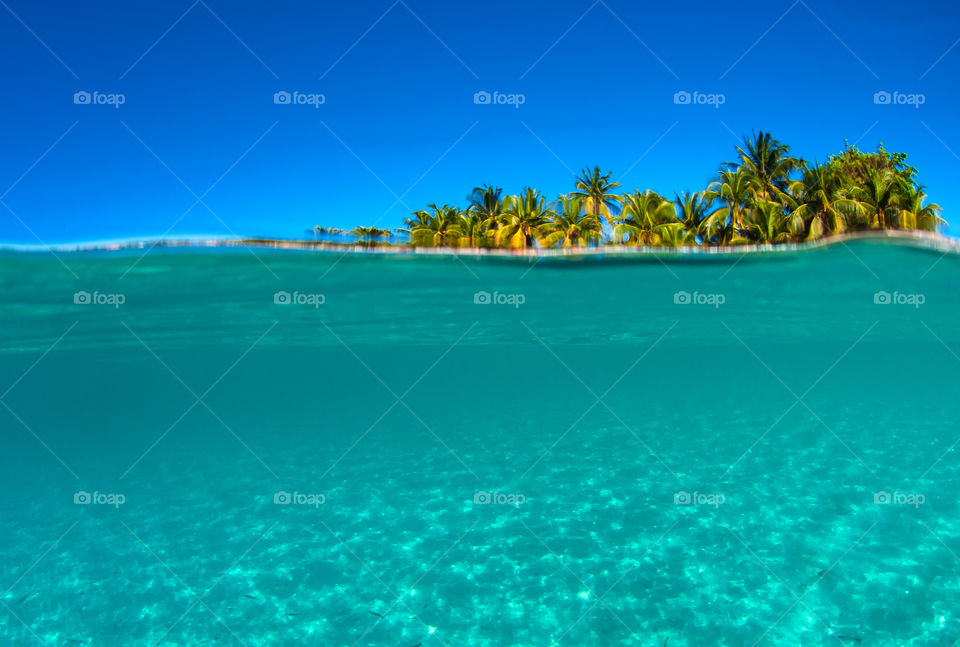 Over under photo on a tropical island. Crystal clear waters in the foreground and coconut trees above water in the background.