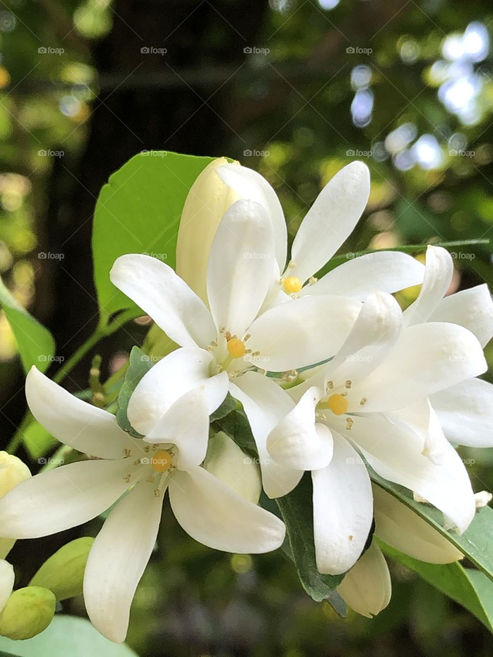 Flower: white flower;fresh;fragrant flowers 