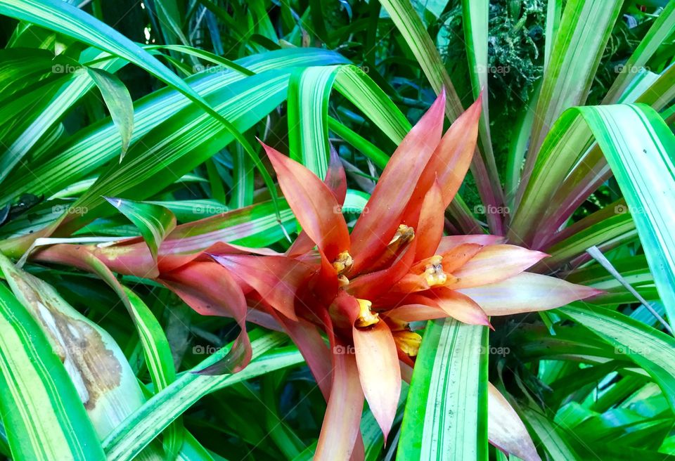 At Hawaii Tropical Botanical Garden