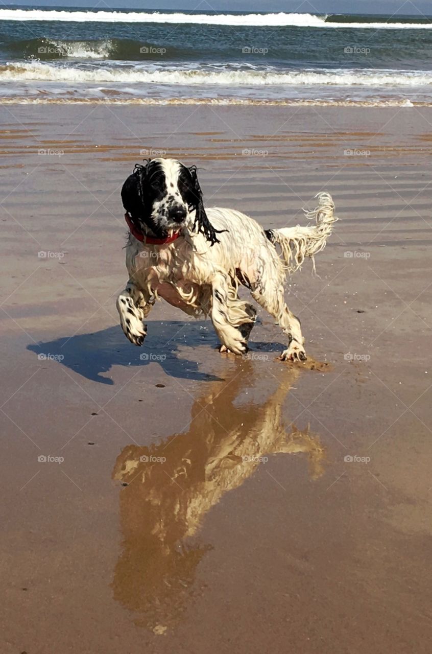 Walk on the beach ... well I was .. dogs run 