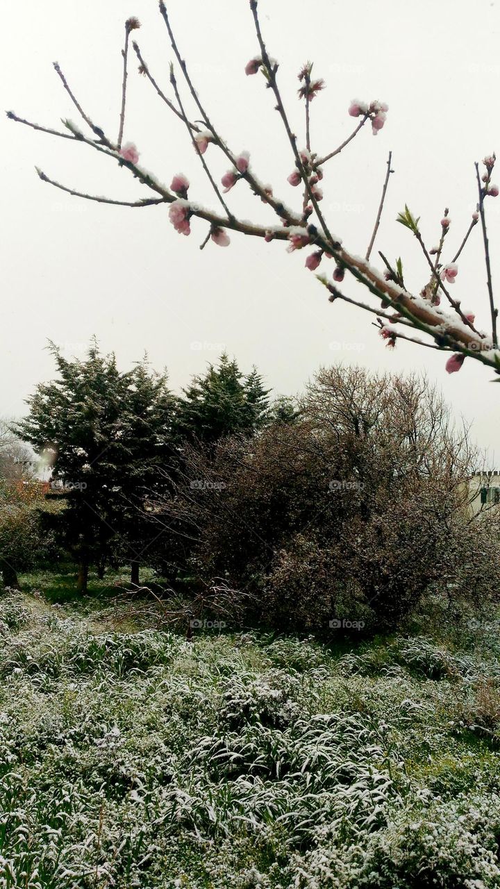 The snow fell on the peach blossoms on their branch, the grass and the prune trees on the Italian island of Ischia